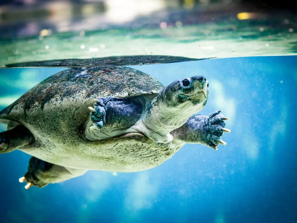 What Happens If A Turtle Is In Cold Water