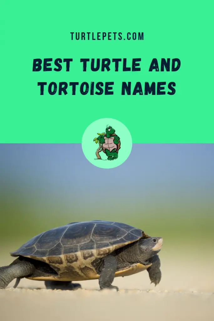 Best Turtle and Tortoise Names pin