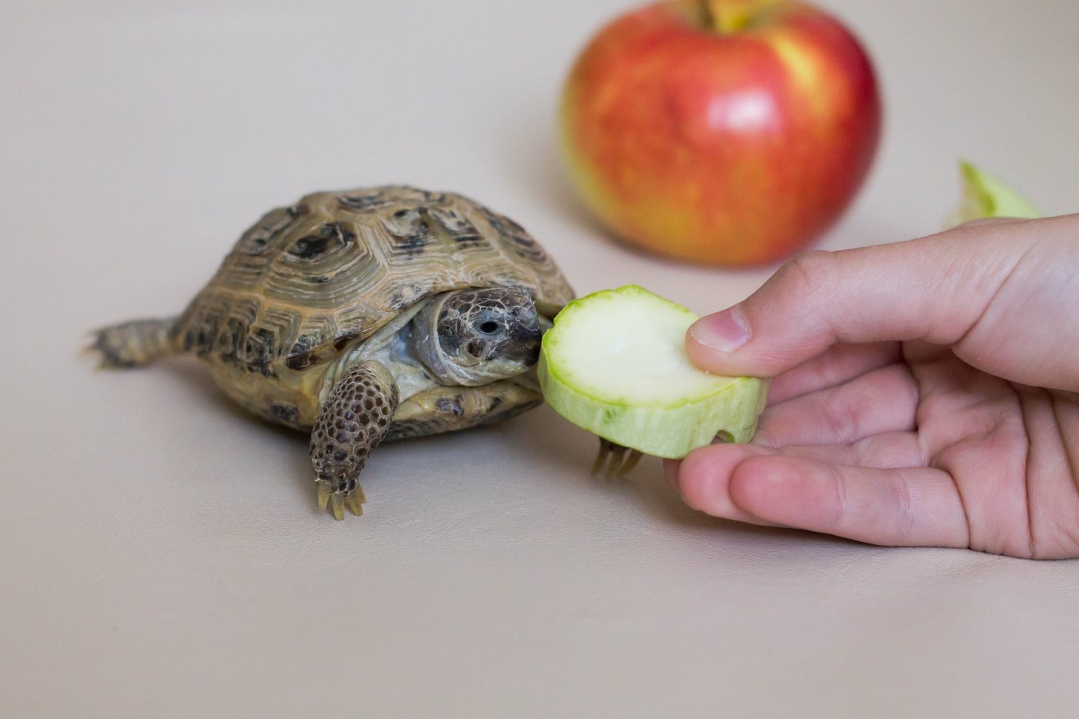 can-turtles-eat-lettuce-best-food-advice-turtlepets