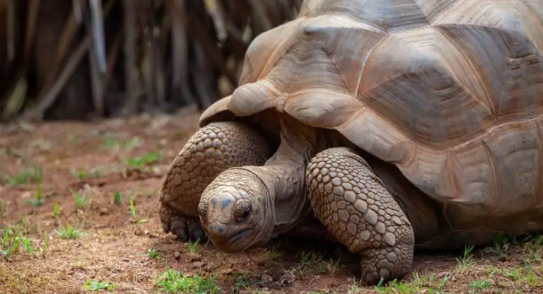 Can Tortoise Swim? [3 Types Of Turtle Feet] | TurtlePets