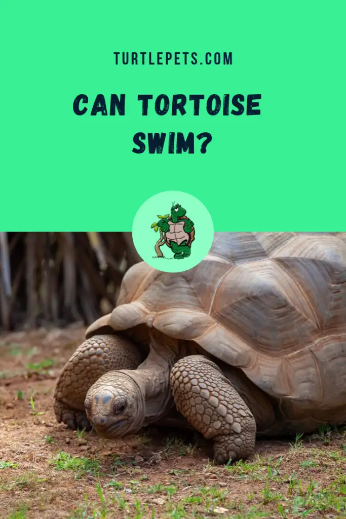 Can Tortoise Swim pin