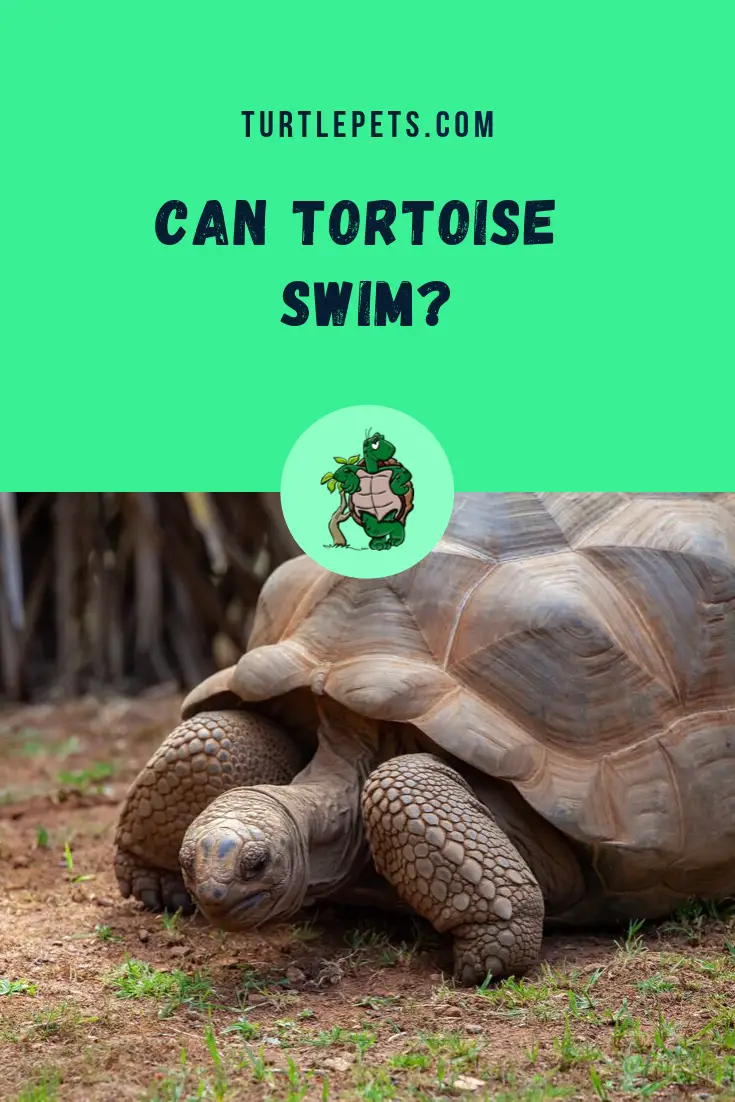 Can Tortoise Swim? [3 Types Of Turtle Feet] | TurtlePets