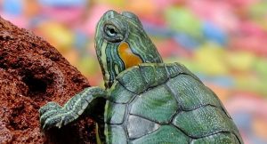 Read more about the article Can Turtles Be In Cold Water? Keeping A Turtle As A Pet? [Guide]