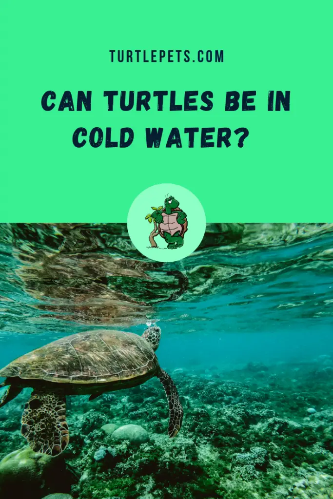 Can Turtles Be In Cold Water pin