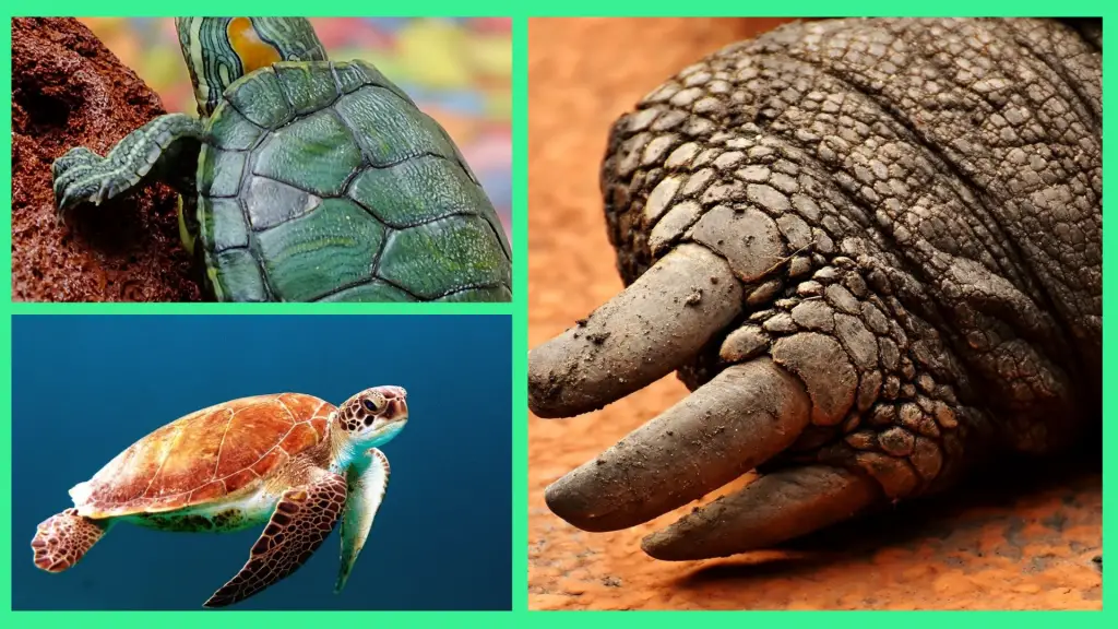 Different Types Of Turtle Feet