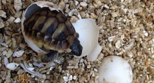 Read more about the article Do Female Turtles Lay Eggs Without Mating? [YES!!!]