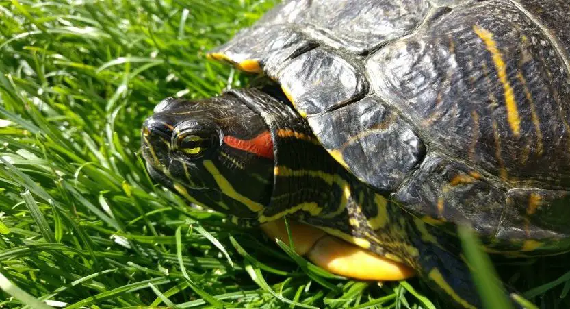 Read more about the article How Big Do Red Eared Slider Turtles Get? [With Pictures]