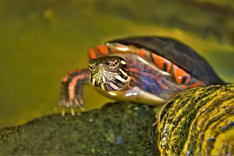 How Long Can A Softshell Turtle Go Without Eating