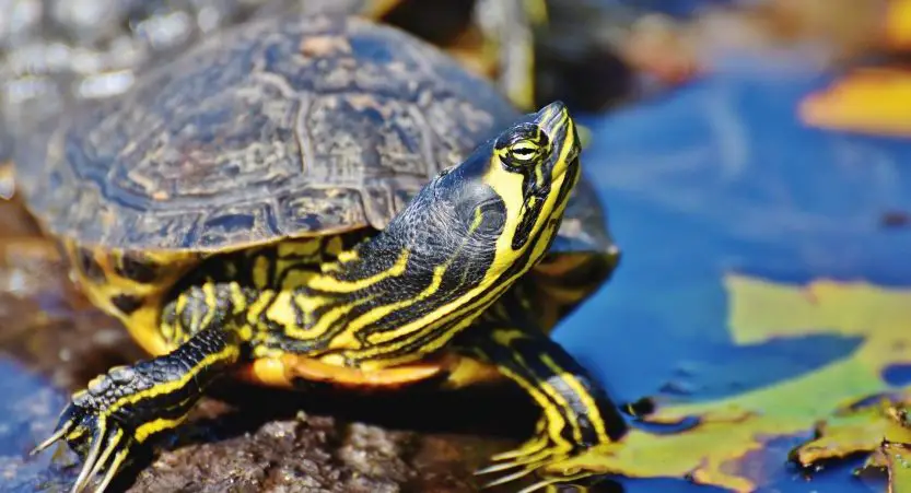 You are currently viewing ? How Long Can Turtles Go Without Eating? </br>[Useful Tips]