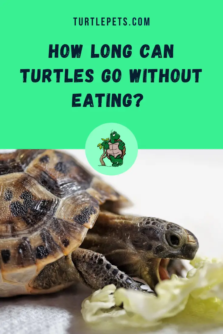 ? How Long Can Turtles Go Without Eating? [Useful Tips] | TurtlePets