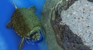 Read more about the article How to Look After a Turtle? [with Pictures]