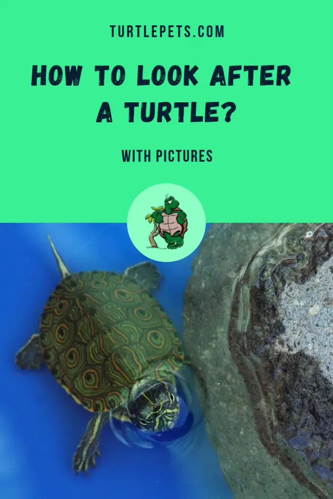 How to Look After a Turtle pin