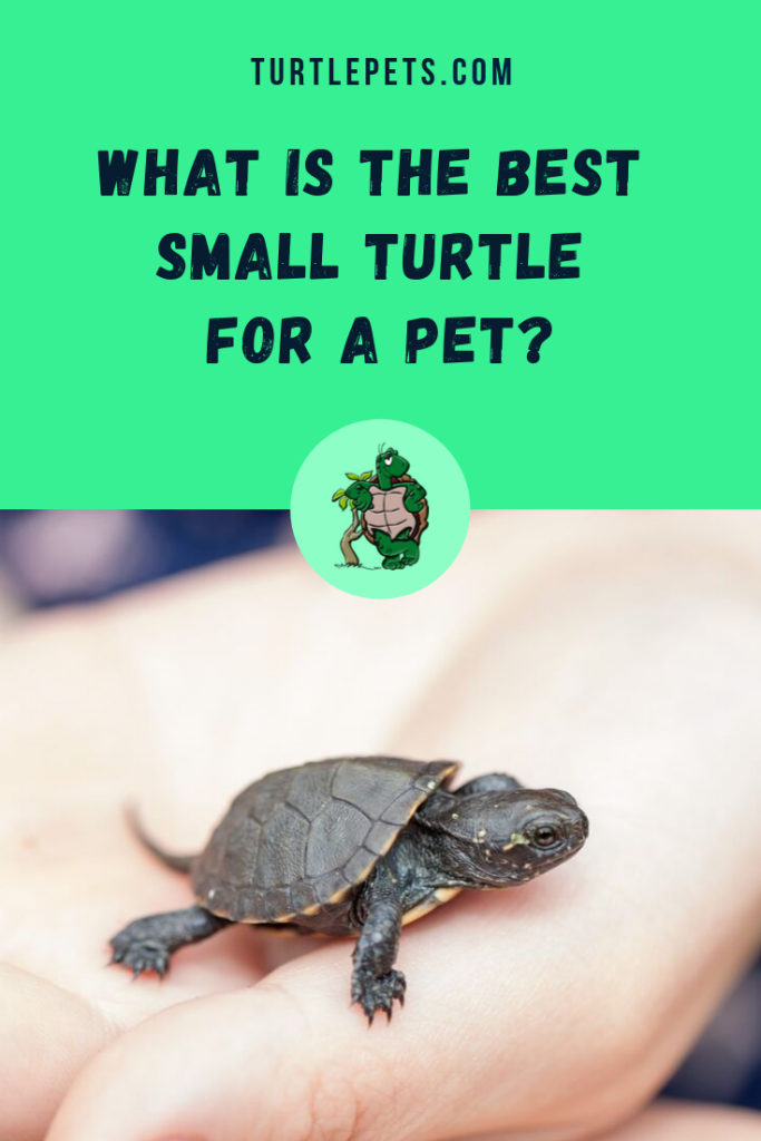 What Is The Best Small Turtle For A Pet pin