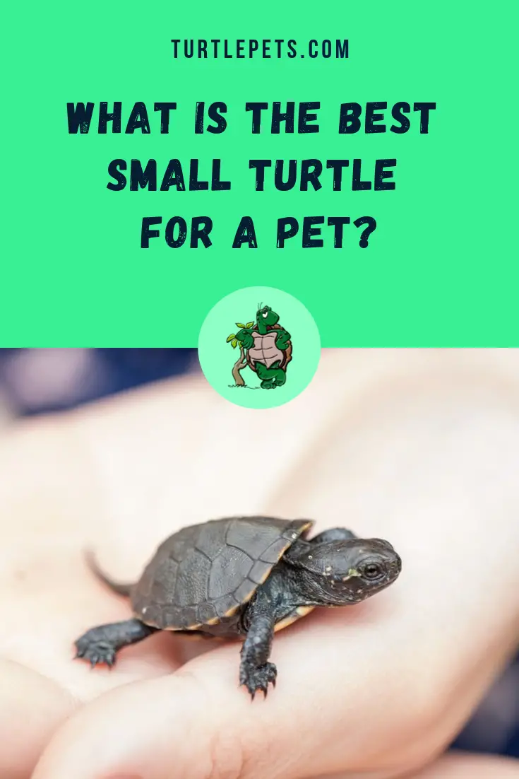 What Is The Best Small Turtle For A Pet? [Tiny Turtle Pets] | TurtlePets