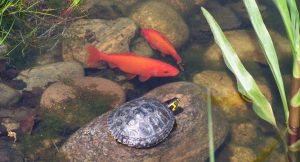 Read more about the article Can Turtles And Fish Live In The Same Tank? [Brief Guide]