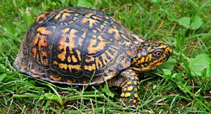 Read more about the article How Big Do Box Turtles Get? A Box Turtle as Pet