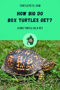 How Big Do Box Turtles Get? A Box Turtle as Pet | TurtlePets