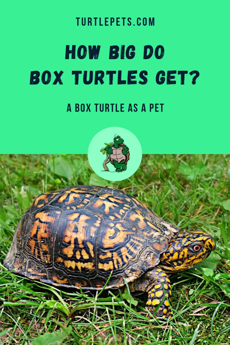 How Big Do Box Turtles Get? A Box Turtle as Pet | TurtlePets