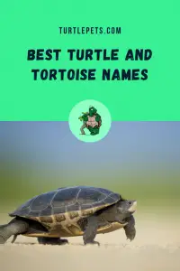 Turtle Names +400 Names for Pet Turtles and Tortoises | TurtlePets