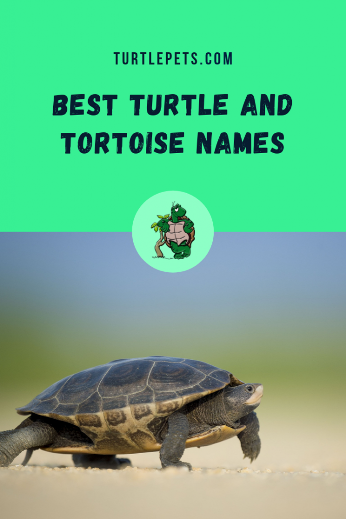 Turtle Names 400 Best Names For Boy Girl Tortoises Turtlepets,Fried Chicken Recipe Book