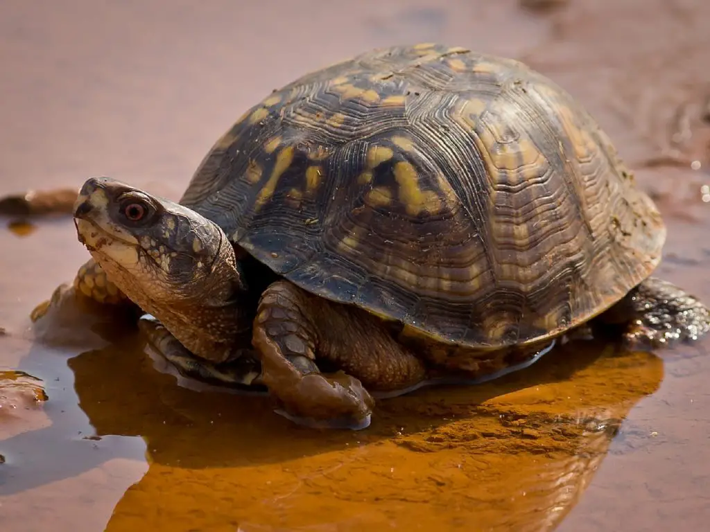 How Smart Are Box Turtles