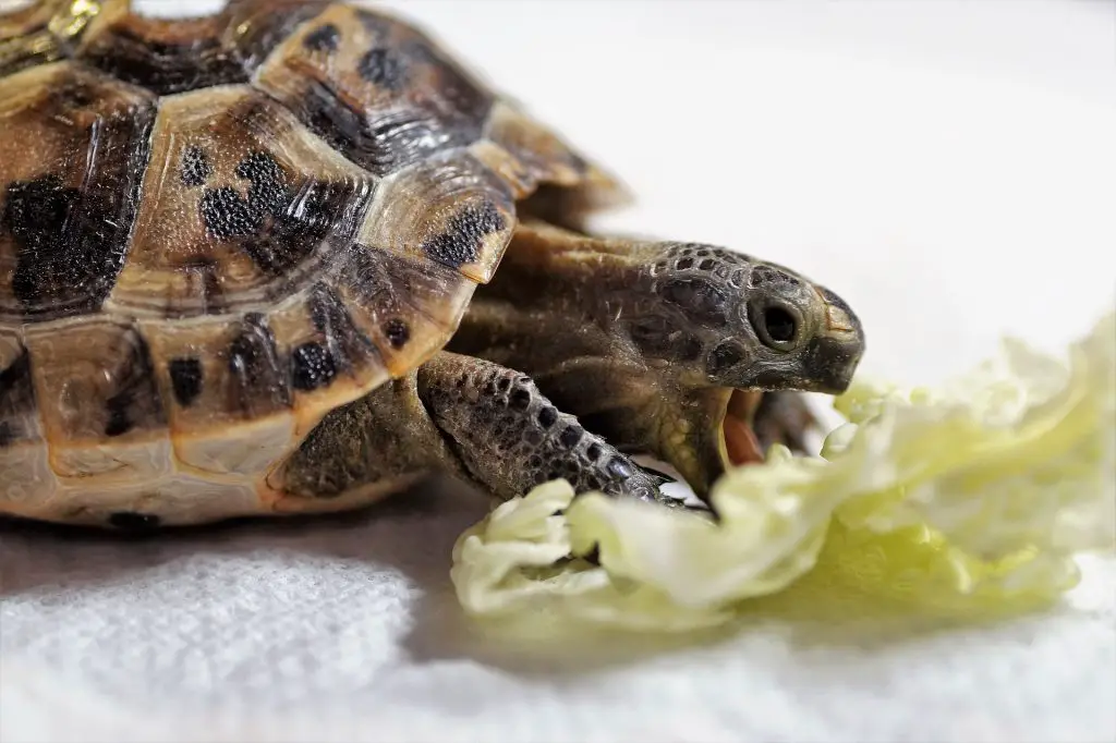 How to Feed Baby Turtles