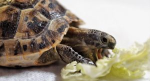 Read more about the article What Vitamins Do Turtles Need? [Best Supplements]