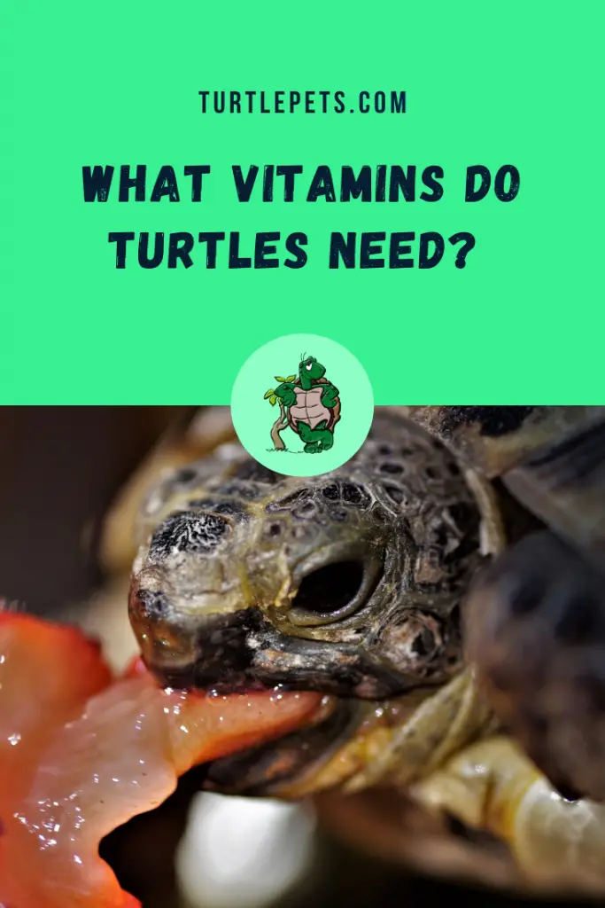 What Vitamins Do Turtles Need pin