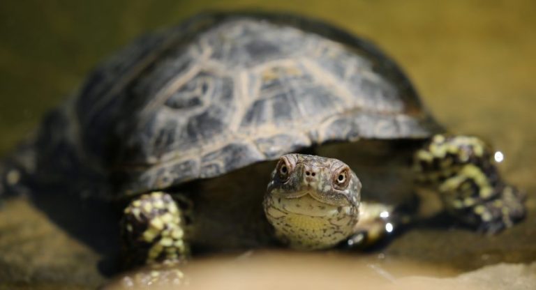 How Smart Are Turtles? Living With An Intelligent Pet Turtle. | TurtlePets