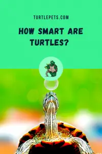 How Smart Are Turtles? Living With An Intelligent Pet Turtle. | TurtlePets