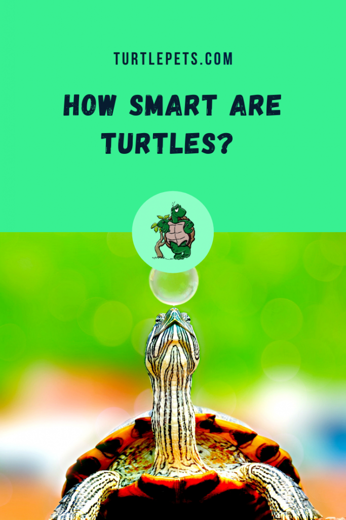how smart are turtles pin