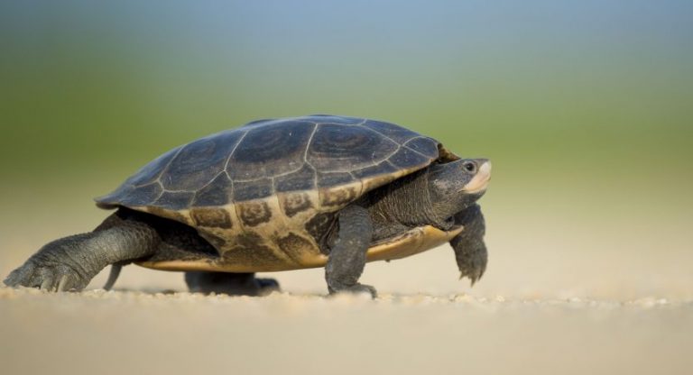 turtle-names-400-best-names-for-boy-girl-tortoises-turtlepets