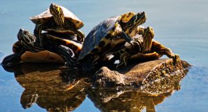 Read more about the article Why Do Turtles Stack? Why Turtles Pile Top Other? [Amazing]