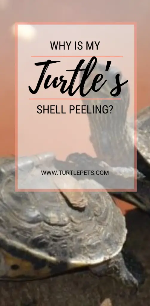 why is my turtle's shell peeling