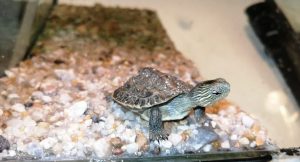 Read more about the article Best Automatic Turtle Feeder? [Only Proven Solution]