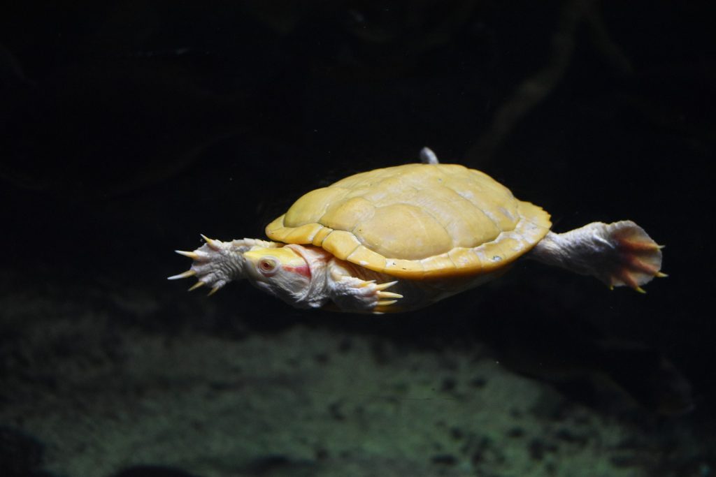 Do Albino Turtles Exist