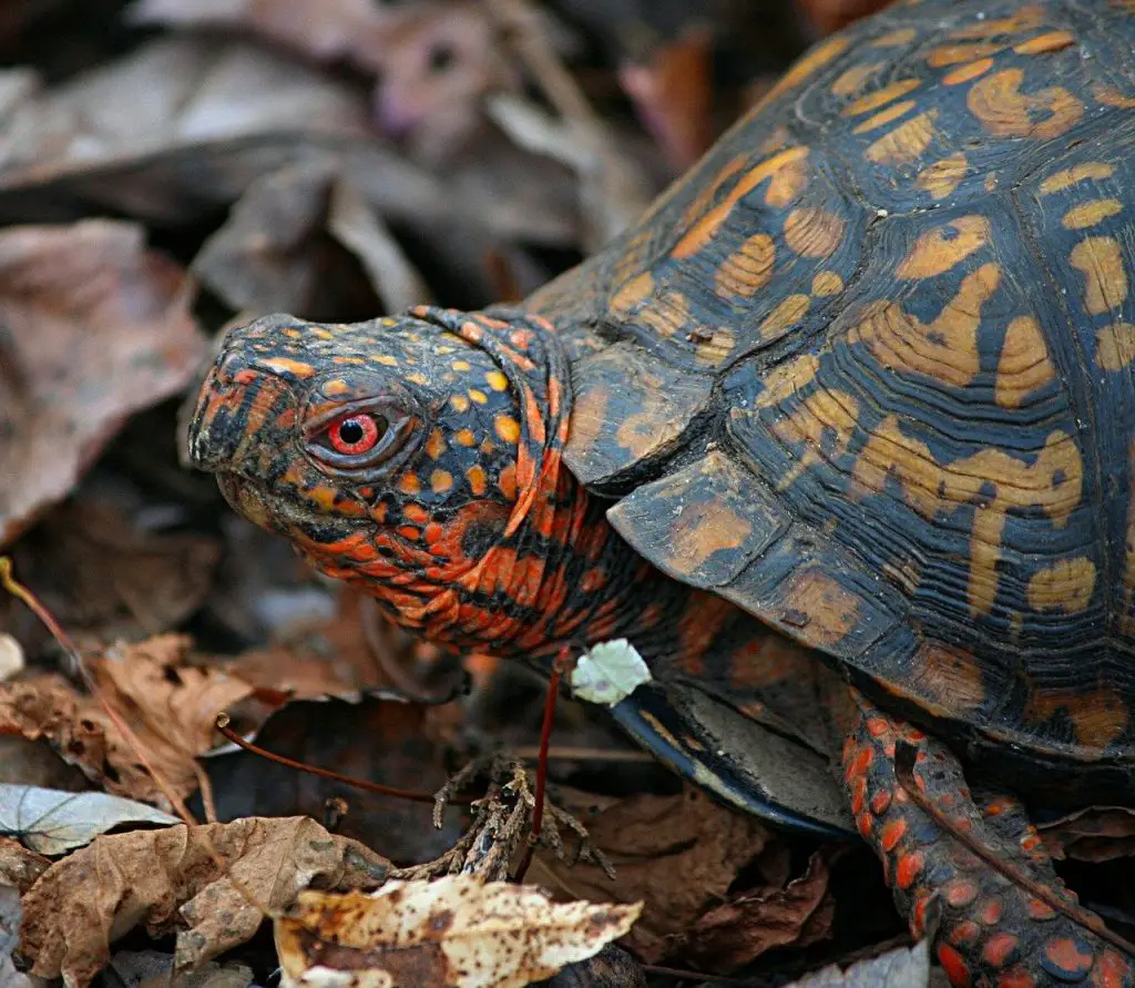 Do Box Turtles Recognize Their Owners