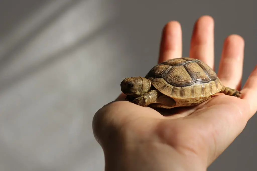 Do Pet Turtles Recognize Their Owners