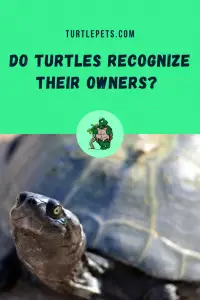 Do Turtles Recognize Their Owners? [3 Stunning Facts] | TurtlePets