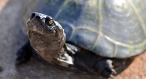 Read more about the article Do Turtles Recognize Their Owners? </br> [3 Stunning Facts]