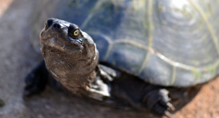 Turtle Recognizing Owner