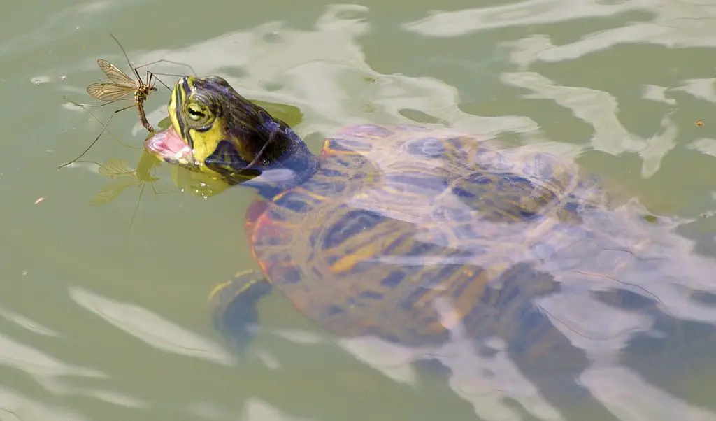 Get live foods for the turtle