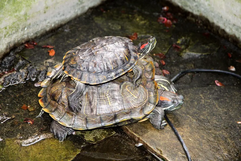 How Do Turtles Recognize Their Owners