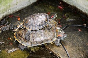 Turtle and Owner