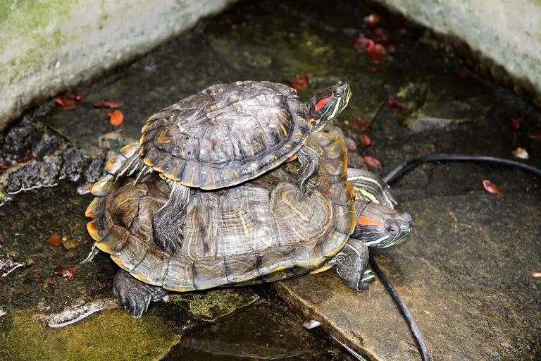 Turtle Recognizing Owner