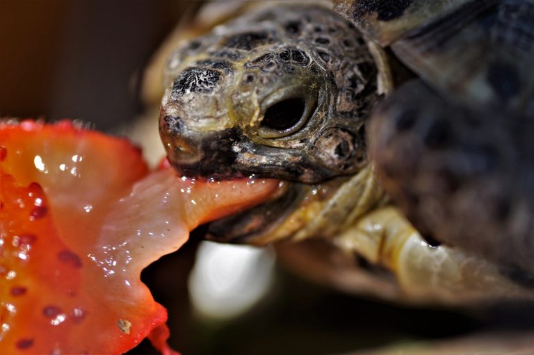 Why Is My Turtle Not Eating? [Overcome Problem] | TurtlePets
