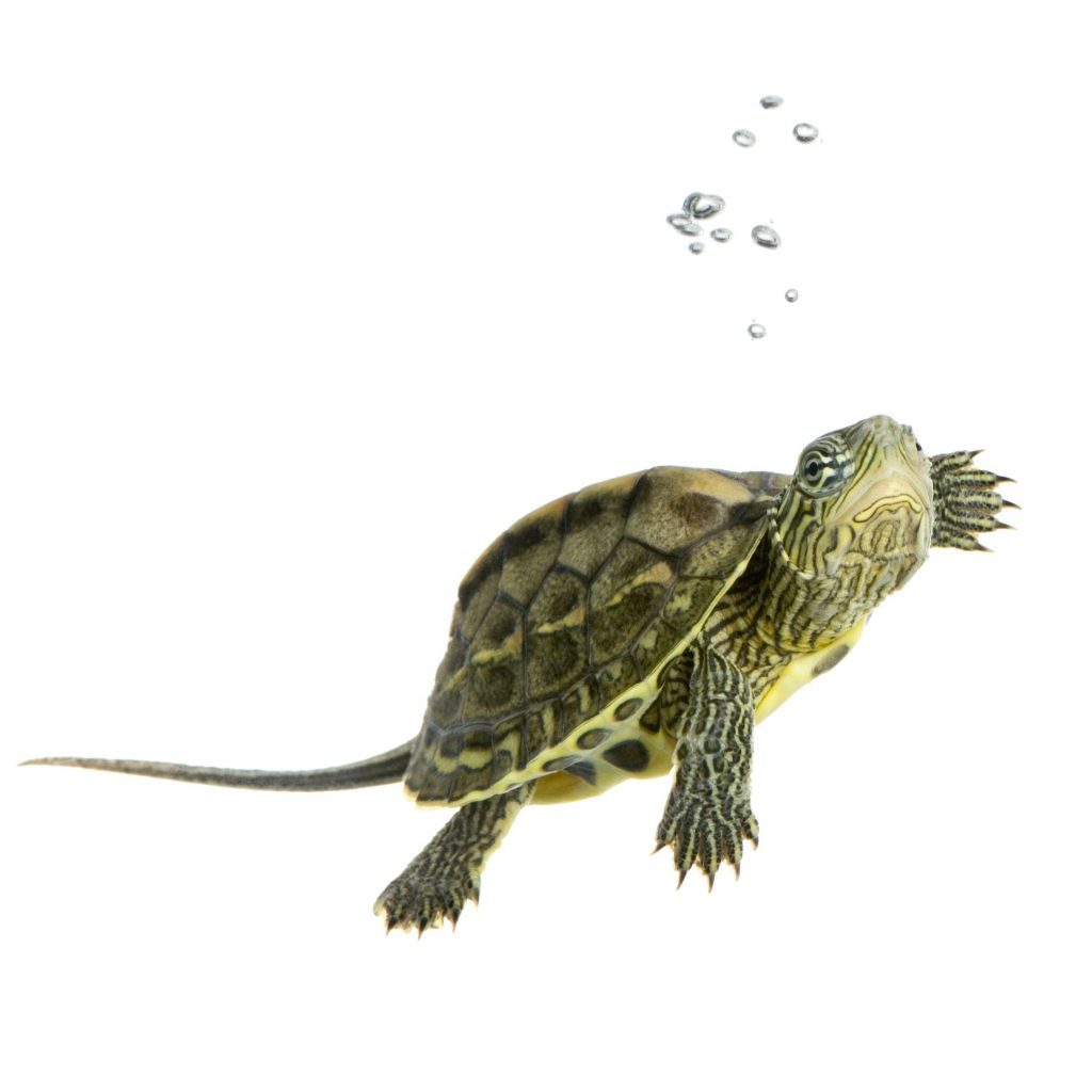 What Do Water Turtles Eat