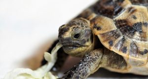 Read more about the article Why Is My Turtle Not Eating? [Overcome Problem]