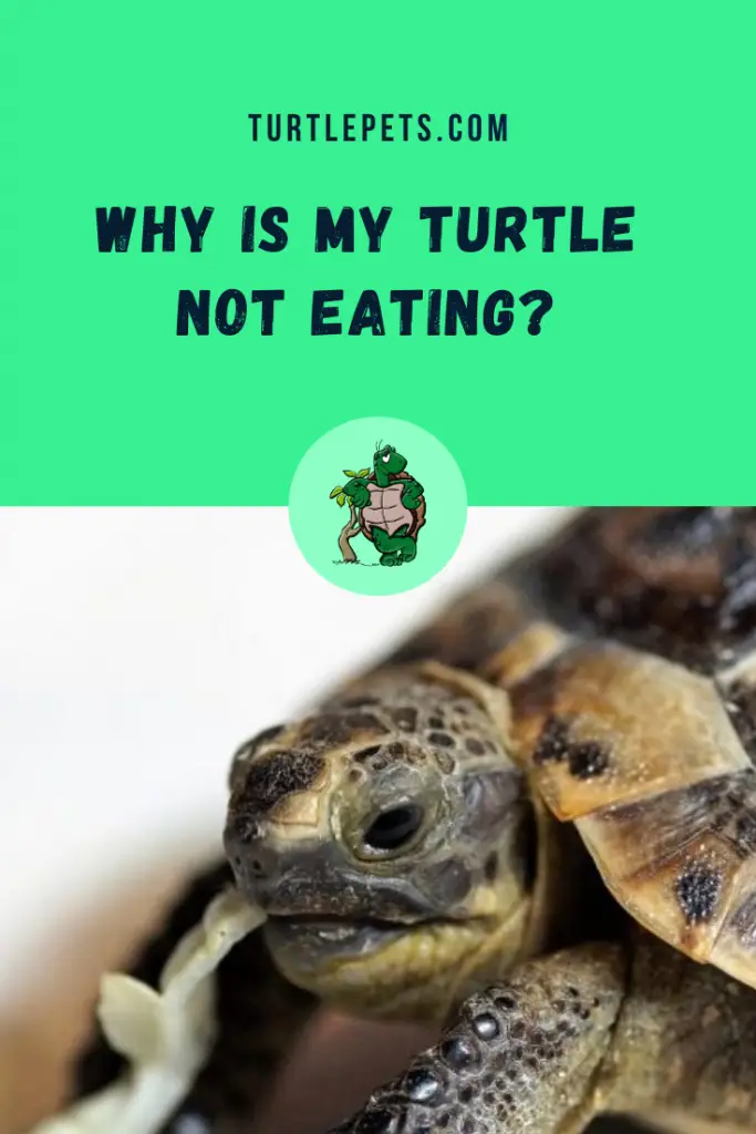 Why Is My Turtle Not Eating pin