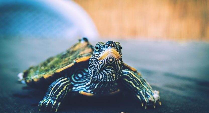 You are currently viewing What To Feed a Turtle? 6 Easy Steps [with Pictures]